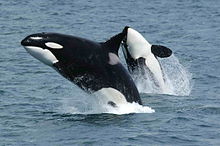 Two killer whales jump above the sea surface, showing their black, white and grey coloration. The closer whale is upright and viewed from the side, while the other whale is arching backward to display its underside.