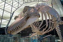 A skeleton is suspended on metal framework, which incorporates an outline of the soft tissue along a median cross-section of the animal. The jaws host many sharp teeth, and pectoral fin bones are attached to the lower ribs. The backbone stretches away out of frame; no hind limb bones can be seen. The outline includes an upright dorsal fin and rounded forehead.