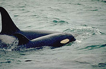 Two killer whales, one large and one small, swim close together. Their dorsal fins curve backward.