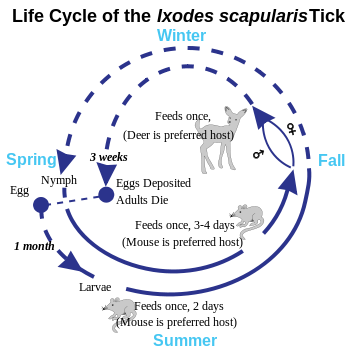 File:Deer Tick life cycle.svg