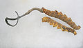 Two dried yellow-orange caterpillars, one with a curly grayish-colored fungus growing out of one of its ends. The grayish fungus is roughly equal to or slightly greater in length than the caterpillar, and tapers in thickness to a narrow end.