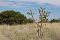 Cane Cholla, Albuquerque.JPG