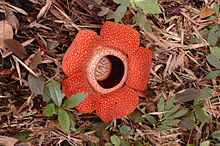 Red flower made of 5 petals surrounding a depressed centre, on the forest floor surrounded by dead leaves and small green plants