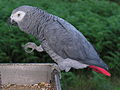 Psittacus erithacus -perching on tray-8d.jpg