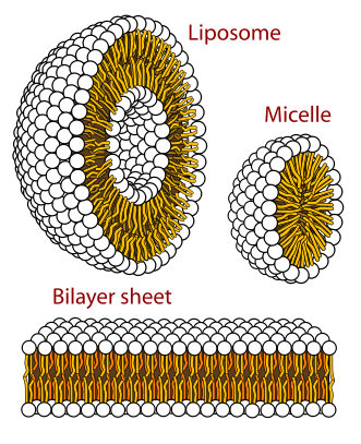 File:Phospholipids aqueous solution structures.svg