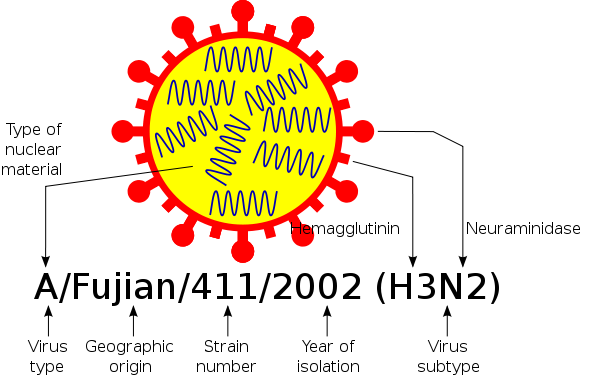 File:Influenza nomenclature.svg