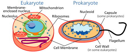 File:Celltypes.svg