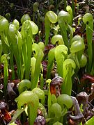 Darlingtonia californica.jpg