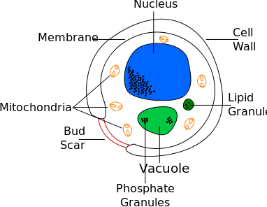 File:Yeast cell english.svg